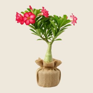 Adenium red plant in jute wrapping