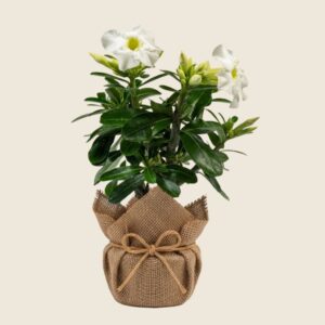 Adenium white plant wrapped in jute