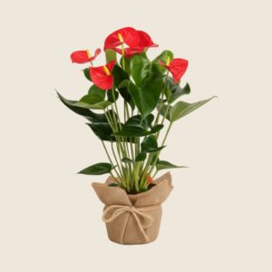 Anthurium red plant in eco jute wrapping
