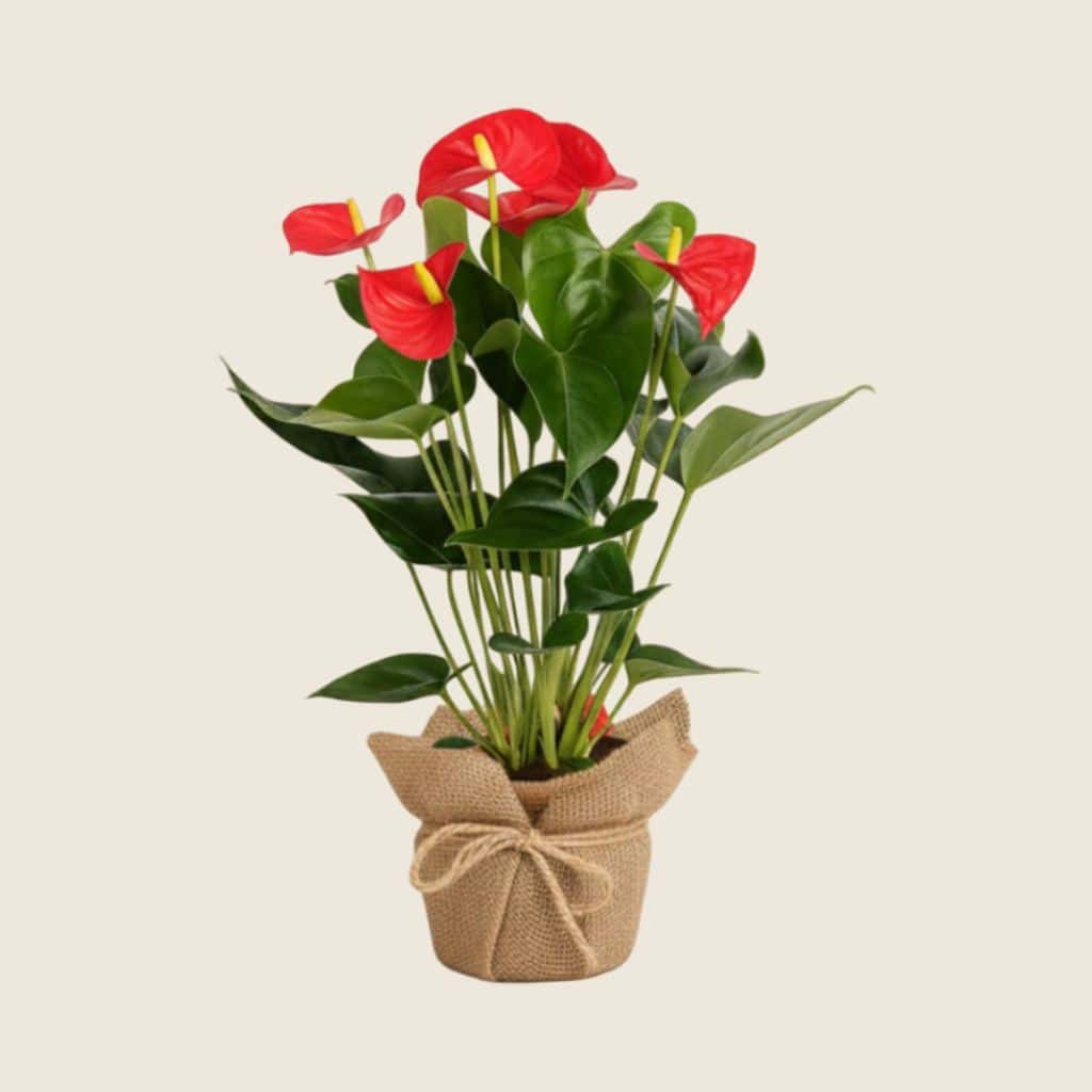 Anthurium red plant in eco jute wrapping