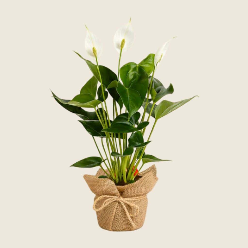 Peace lily white plant wrapped in jute