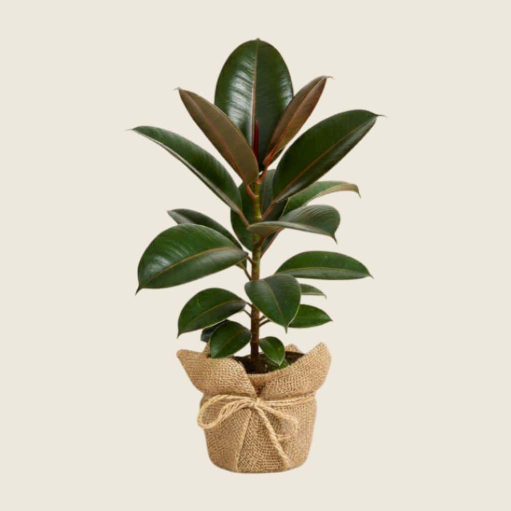 Rubber plant in rustic jute wrapping
