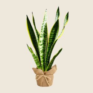 Snake plant wrapped in eco jute