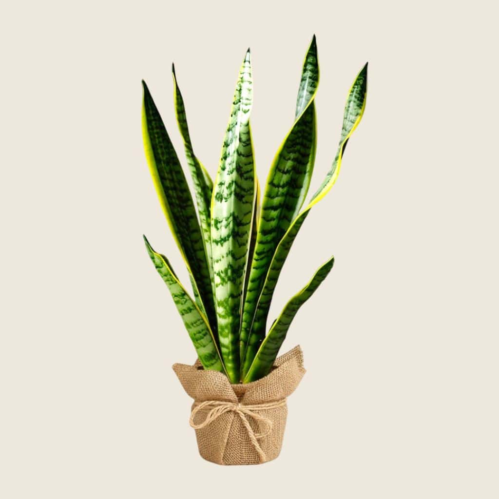 Snake plant wrapped in eco jute