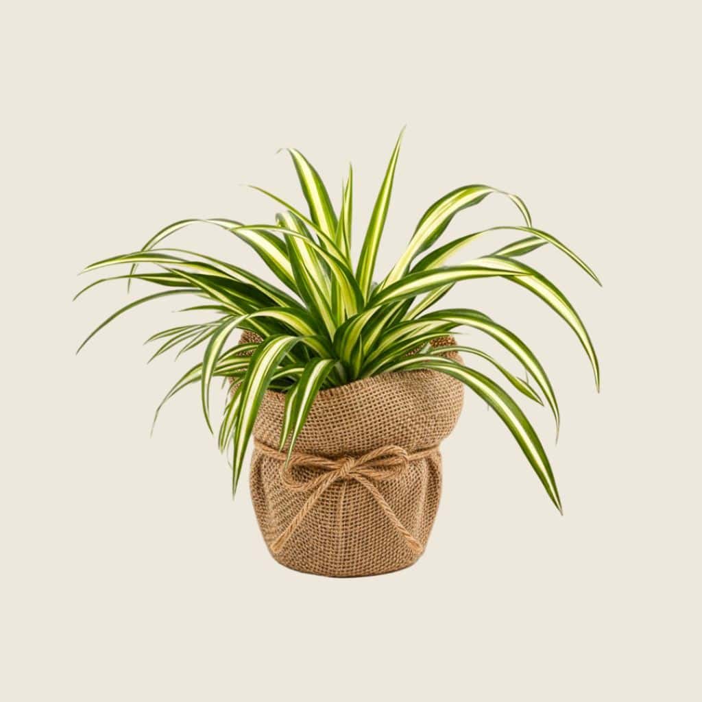 Spider plant wrapped in jute