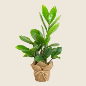 ZZ plant in jute wrapping