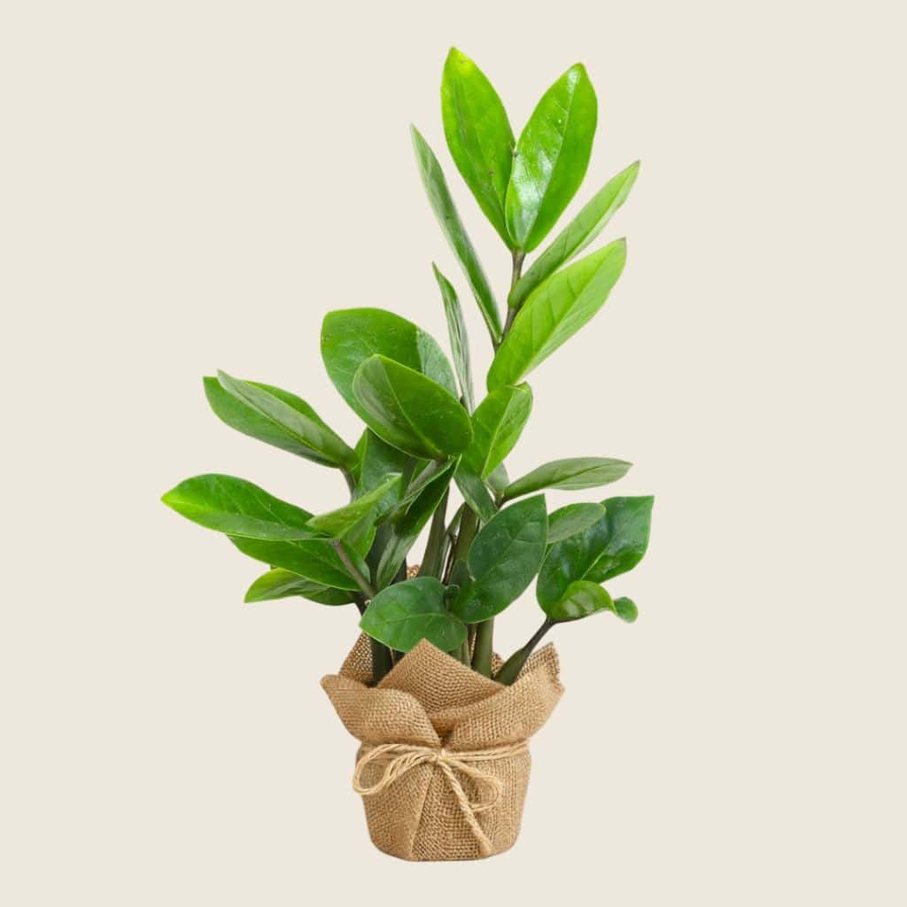 ZZ plant in jute wrapping