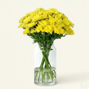 Yellow Chrysanthemum Stems