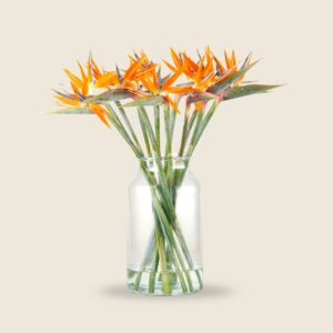 Birds of Paradise flowers in vivid orange