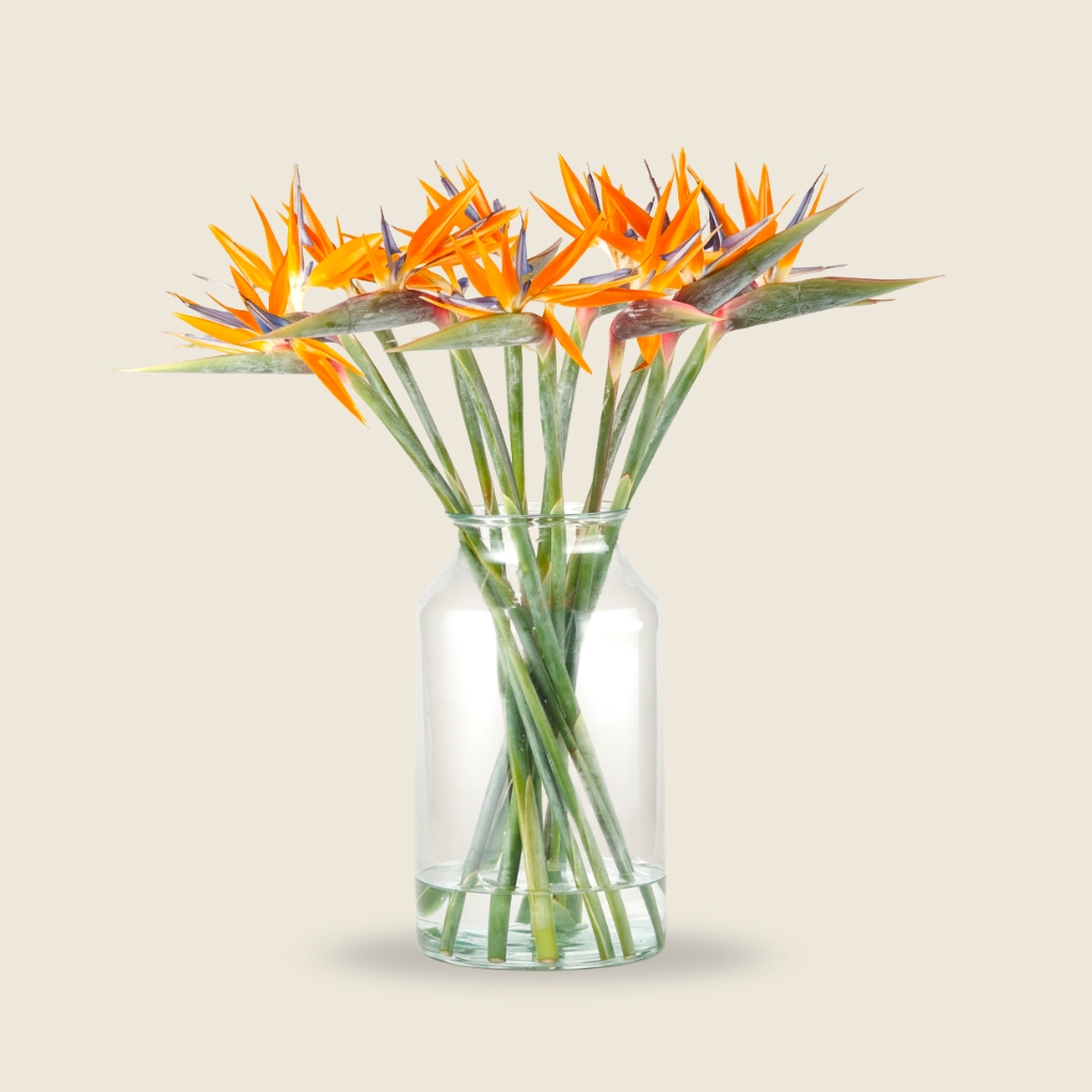 Birds of Paradise flowers in vivid orange