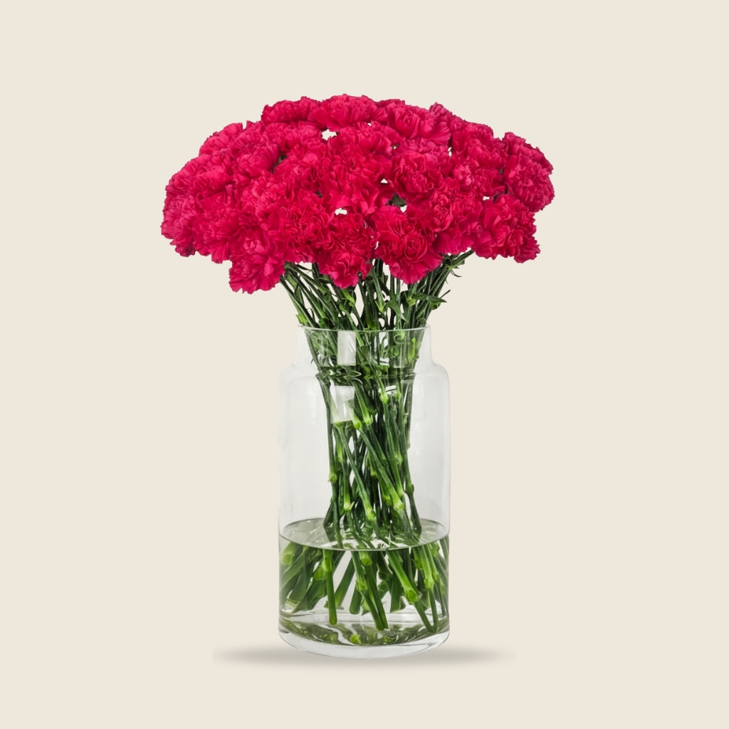 Dark pink carnation stems