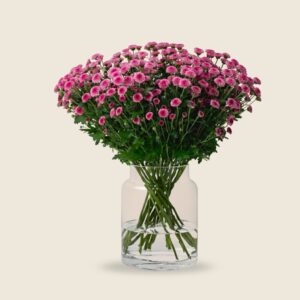 Pink button chrysanthemum stems