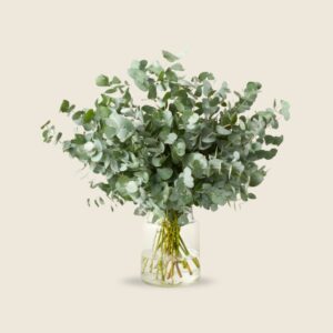 Fresh eucalyptus stems