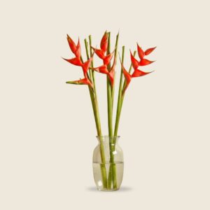 Heliconia big bird flowers