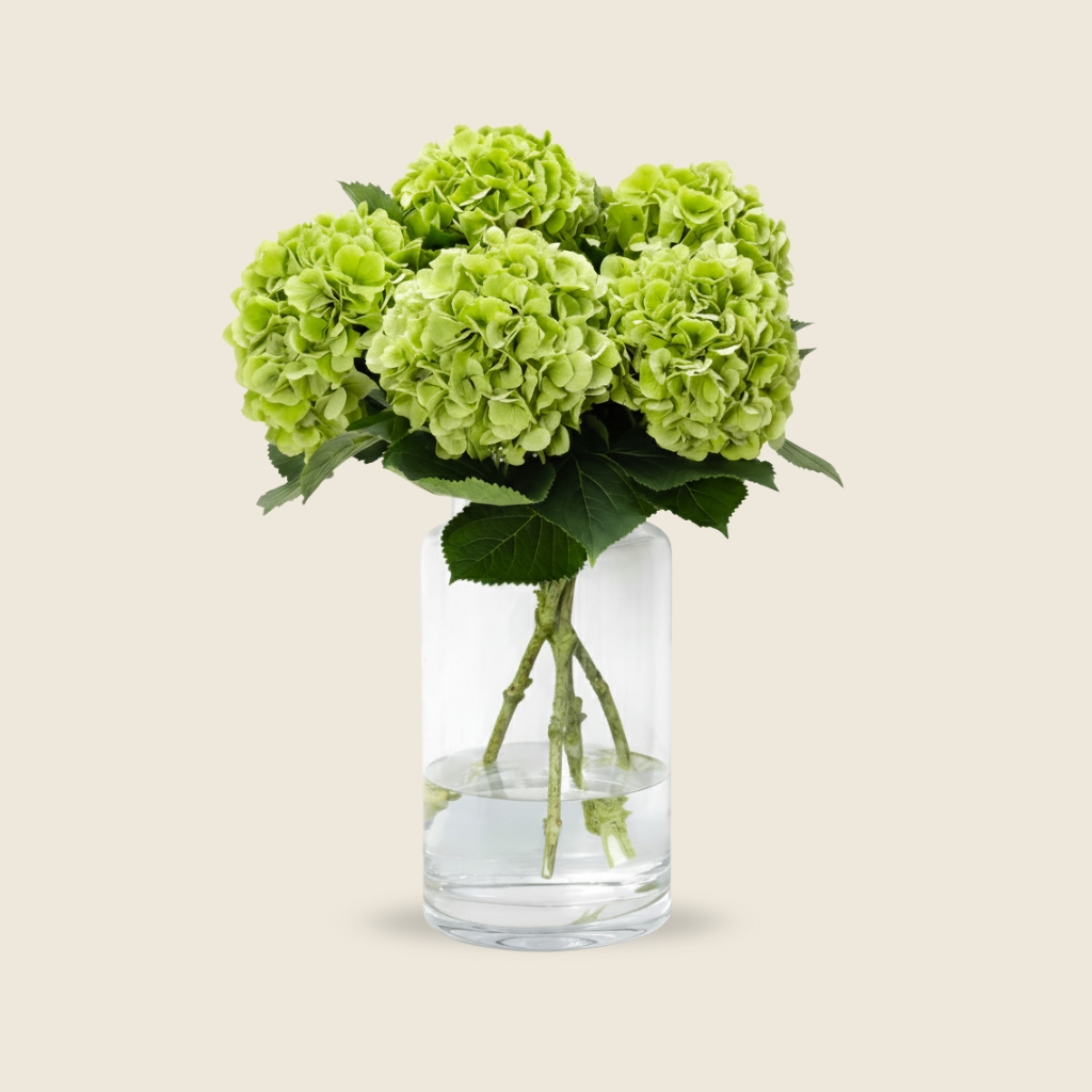 Green hydrangea blooms