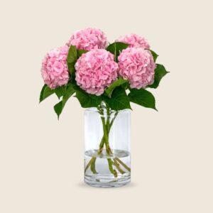 Pink hydrangea blooms