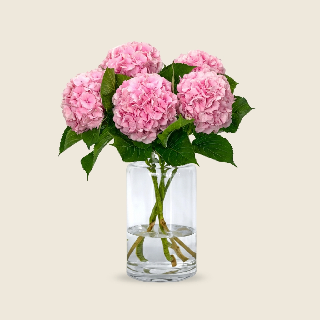 Pink hydrangea blooms