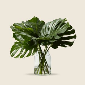 Monstera leaves fresh cut